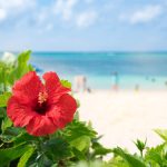 ハイビスカスと海