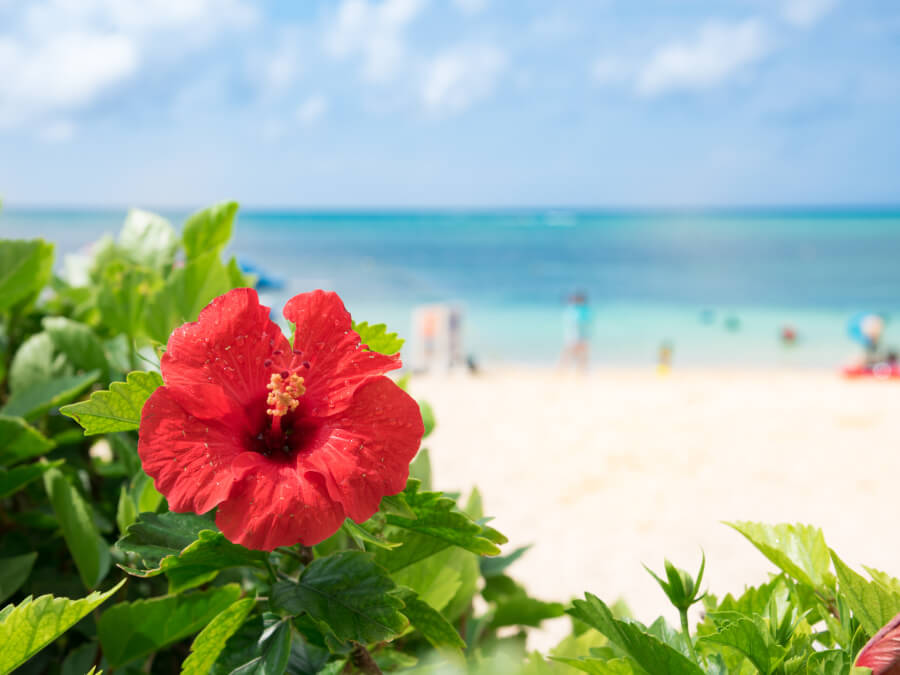 ハイビスカスと海